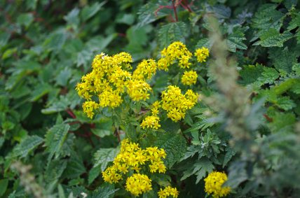 秋の花 青空へ駆け上がる道 伊吹山ドライブウェイ