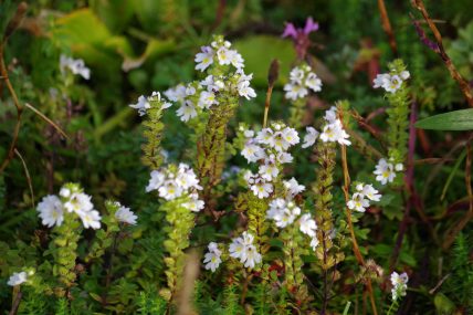 花写真集 青空へ駆け上がる道 伊吹山ドライブウェイ