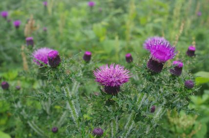 夏の花 青空へ駆け上がる道 伊吹山ドライブウェイ