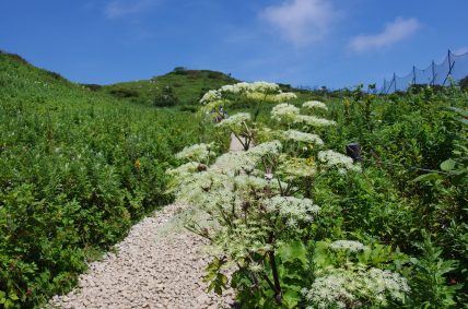 花写真集 青空へ駆け上がる道 伊吹山ドライブウェイ