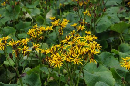 夏の花 青空へ駆け上がる道 伊吹山ドライブウェイ