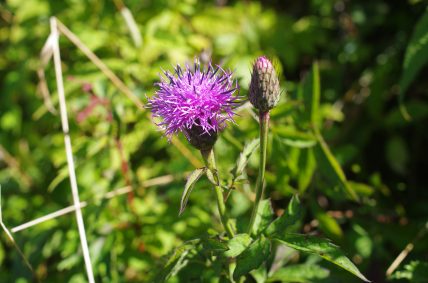 花写真集 青空へ駆け上がる道 伊吹山ドライブウェイ