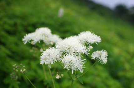 花写真集 青空へ駆け上がる道 伊吹山ドライブウェイ